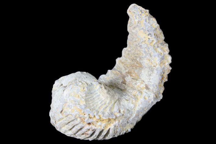 Cretaceous Fossil Oyster (Rastellum) - Madagascar #88478